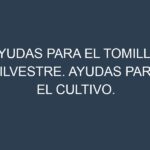 Ayudas para el Tomillo silvestre. Ayudas para el cultivo. Subvenciones.