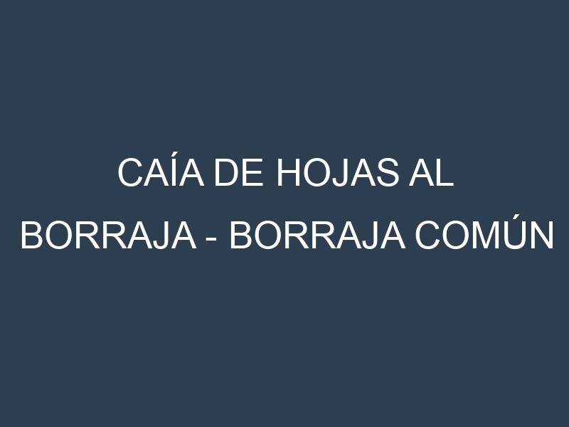 Caía de hojas al Borraja – Borraja común