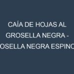 Caía de hojas al Grosella negra – Grosella negra espinosa