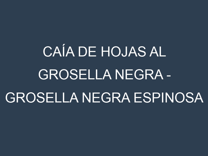 Caía de hojas al Grosella negra – Grosella negra espinosa