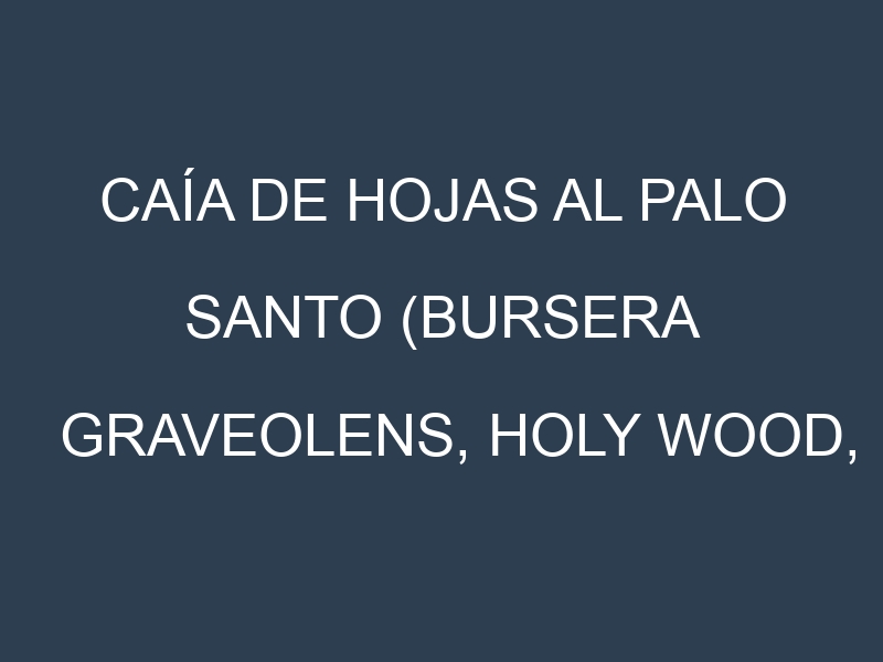 Caía de hojas al Palo santo (Bursera graveolens, Holy wood, Palo santo)