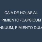 Caía de hojas al Pimiento (Capsicum annuum, Pimiento dulce, Pimiento picante)