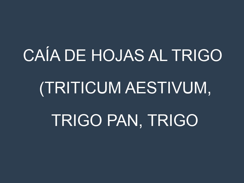 Caía de hojas al Trigo (Triticum aestivum, Trigo pan, Trigo duro)