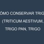 Cómo conservar Trigo (Triticum aestivum, Trigo pan, Trigo duro).