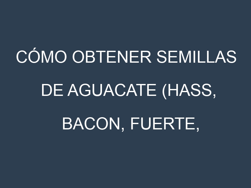 Cómo obtener semillas de Aguacate (Hass, Bacon, Fuerte, Reed, Zutano). Guía paso a paso. Técnicas sencillas. Conservación.