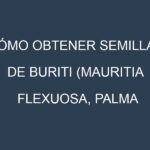 Cómo obtener semillas de Buriti (Mauritia flexuosa, Palma real, Aguaje, Miriti, Aguajito). Guía paso a paso. Técnicas sencillas. Conservación.