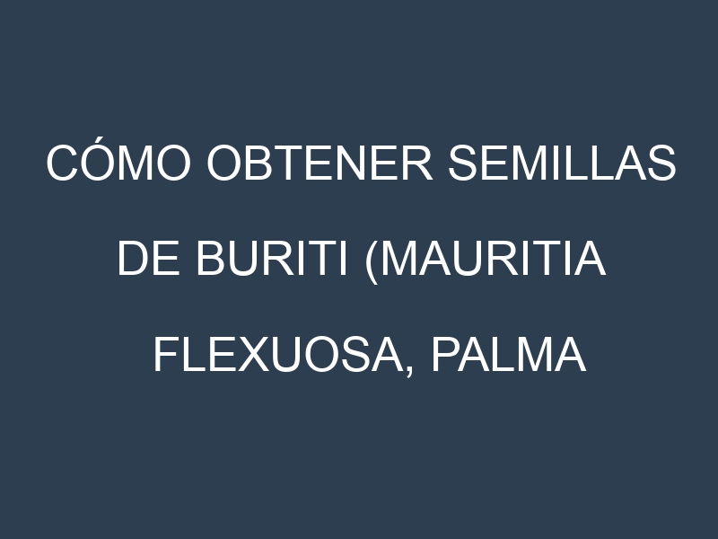 Cómo obtener semillas de Buriti (Mauritia flexuosa, Palma real, Aguaje, Miriti, Aguajito). Guía paso a paso. Técnicas sencillas. Conservación.