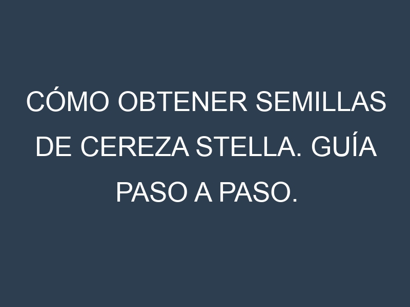 Cómo obtener semillas de Cereza Stella. Guía paso a paso. Técnicas sencillas. Conservación.