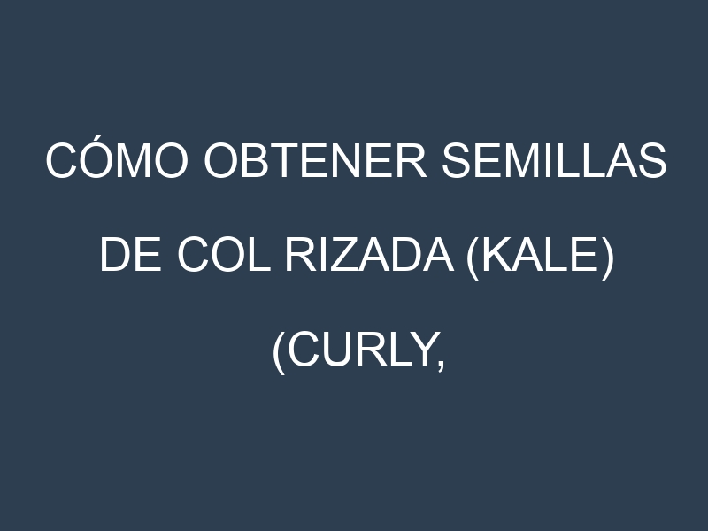 Cómo obtener semillas de Col rizada (kale) (Curly, Lacinato, Russian, Redbor, Tronchuda). Guía paso a paso. Técnicas sencillas. Conservación.