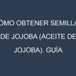 Cómo obtener semillas de Jojoba (aceite de jojoba). Guía paso a paso. Técnicas sencillas. Conservación.