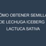 Cómo obtener semillas de Lechuga iceberg – Lactuca sativa var. capitata. Guía paso a paso. Técnicas sencillas. Conservación.