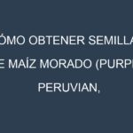 Cómo obtener semillas de Maíz morado (Purple Peruvian, Maiz Morado, Kculli, Black Aztec, Blue Corn). Guía paso a paso. Técnicas sencillas. Conservación.