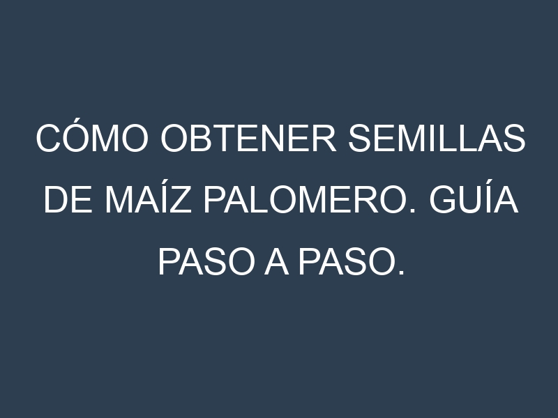 Cómo obtener semillas de Maíz palomero. Guía paso a paso. Técnicas sencillas. Conservación.