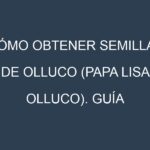 Cómo obtener semillas de Olluco (Papa lisa, olluco). Guía paso a paso. Técnicas sencillas. Conservación.