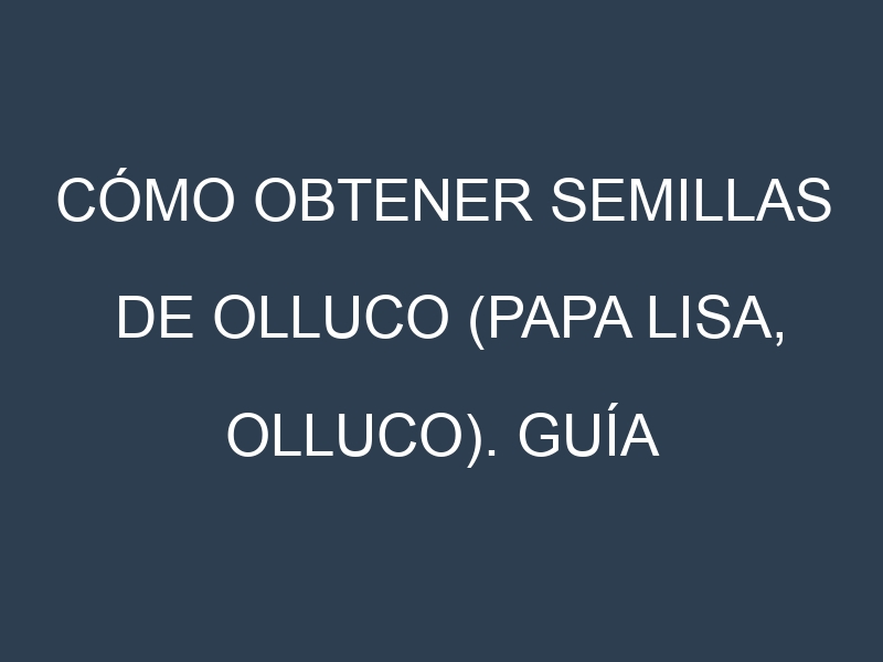Cómo obtener semillas de Olluco (Papa lisa, olluco). Guía paso a paso. Técnicas sencillas. Conservación.