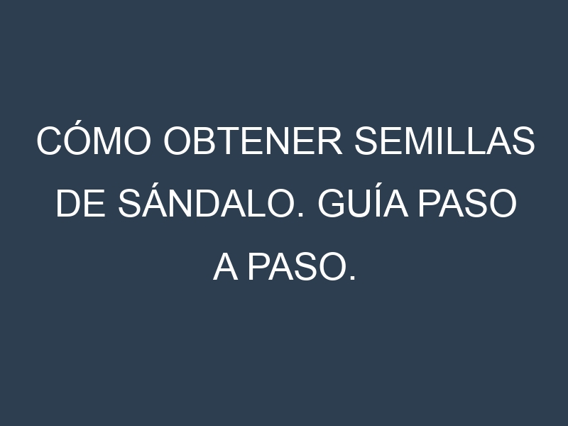 Cómo obtener semillas de Sándalo. Guía paso a paso. Técnicas sencillas. Conservación.
