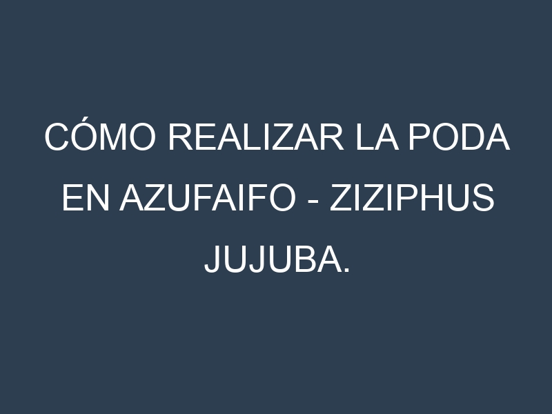 Cómo Realizar la Poda en Azufaifo – Ziziphus jujuba. Técnicas y Poda de formación.