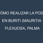Cómo Realizar la Poda en Buriti (Mauritia flexuosa, Palma real, Aguaje, Miriti, Aguajito). Técnicas y Poda de formación.