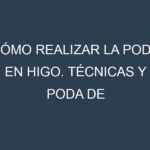 Cómo Realizar la Poda en Higo. Técnicas y Poda de formación.
