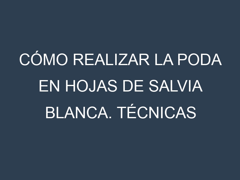 Cómo Realizar la Poda en Hojas de salvia blanca. Técnicas y Poda de formación.