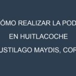 Cómo Realizar la Poda en Huitlacoche (Ustilago maydis, corn smut). Técnicas y Poda de formación.
