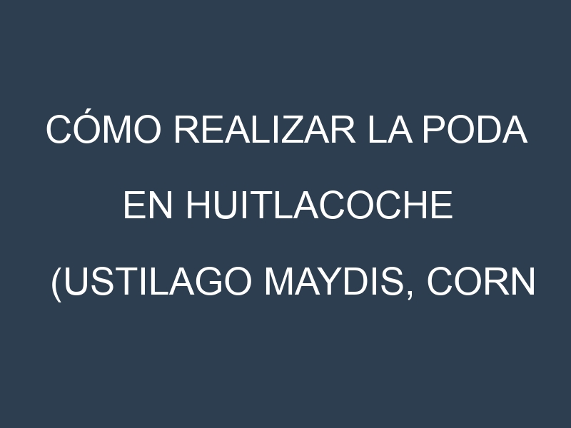 Cómo Realizar la Poda en Huitlacoche (Ustilago maydis, corn smut). Técnicas y Poda de formación.
