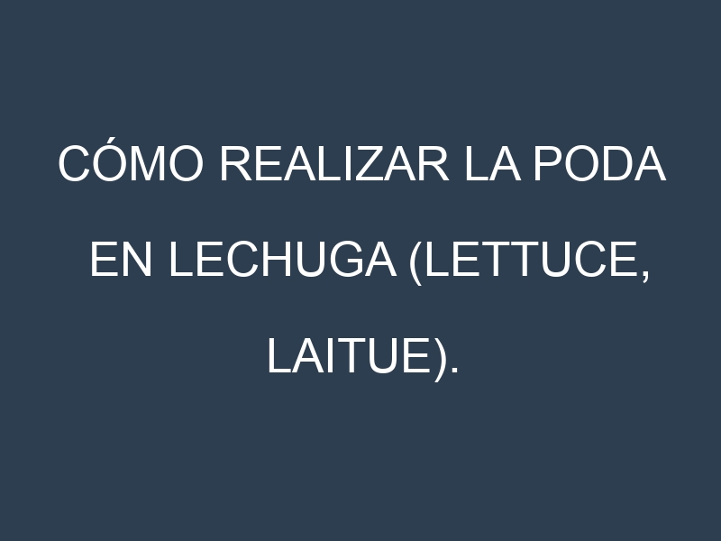 Cómo Realizar la Poda en Lechuga (Lettuce, laitue). Técnicas y Poda de formación.