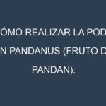 Cómo Realizar la Poda en Pandanus (fruto de pandan). Técnicas y Poda de formación.
