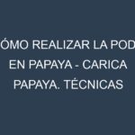 Cómo Realizar la Poda en Papaya – Carica papaya. Técnicas y Poda de formación.