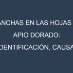 Manchas en las hojas de Apio dorado: Identificación, Causas y Estrategias de Control Efectivo