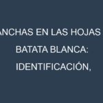 Manchas en las hojas de Batata blanca: Identificación, Causas y Estrategias de Control Efectivo