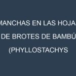 Manchas en las hojas de Brotes de bambú (Phyllostachys edulis, Dendrocalamus giganteus, Phyllostachys vivax, Bambusa vulgaris, Fargesia rufa): Identificación, Causas y Estrategias de Control Efectivo