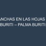 Manchas en las hojas de Buriti – Palma buriti: Identificación, Causas y Estrategias de Control Efectivo
