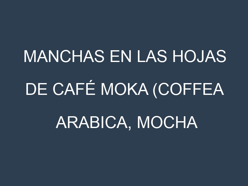 Manchas en las hojas de Café moka (Coffea arabica, mocha coffee): Identificación, Causas y Estrategias de Control Efectivo