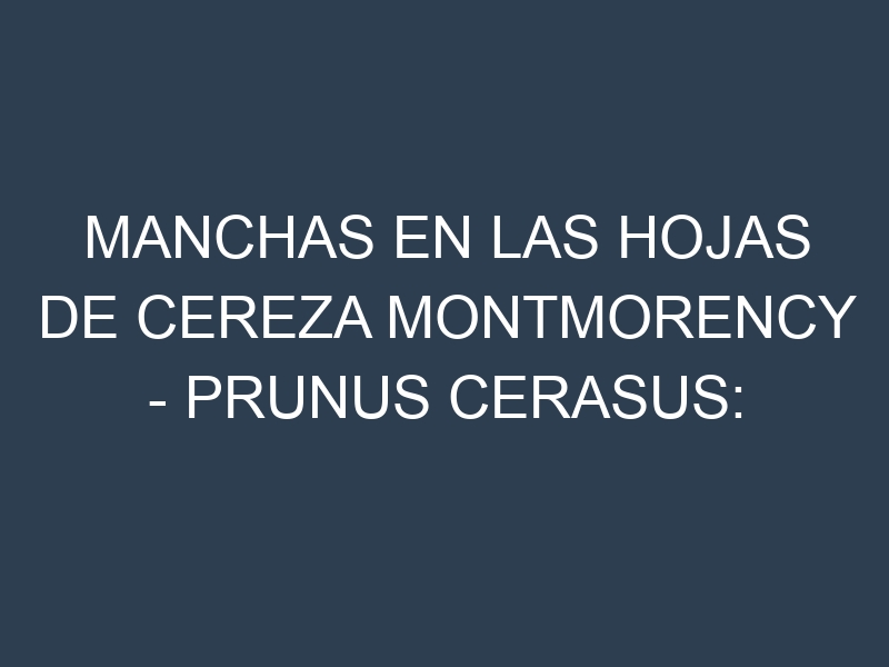 Manchas en las hojas de Cereza Montmorency – Prunus cerasus: Identificación, Causas y Estrategias de Control Efectivo