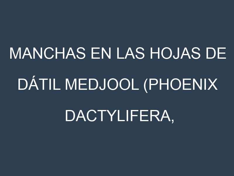 Manchas en las hojas de Dátil medjool (Phoenix dactylifera, Medjool date): Identificación, Causas y Estrategias de Control Efectivo