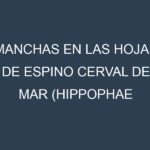 Manchas en las hojas de Espino cerval de mar (Hippophae rhamnoides, sea buckthorn): Identificación, Causas y Estrategias de Control Efectivo