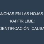 Manchas en las hojas de Kaffir lime: Identificación, Causas y Estrategias de Control Efectivo