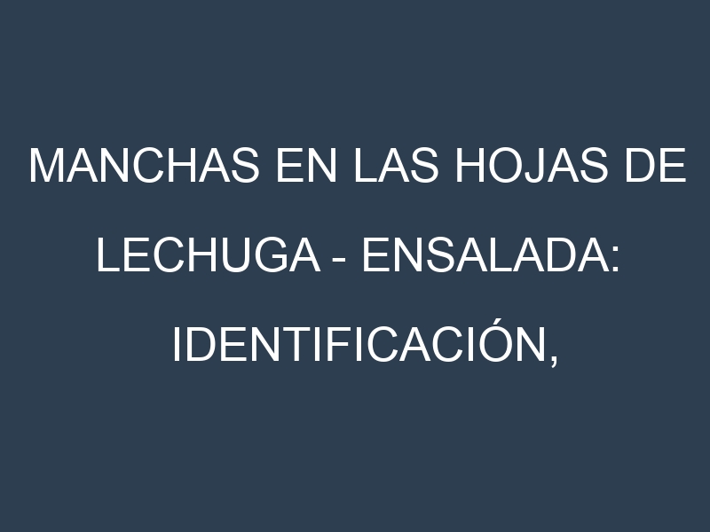Manchas en las hojas de Lechuga – Ensalada: Identificación, Causas y Estrategias de Control Efectivo
