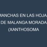 Manchas en las hojas de Malanga morada (Xanthosoma violaceum, Yautía, Ñame Morado, Eddoe, Cocoyam): Identificación, Causas y Estrategias de Control Efectivo