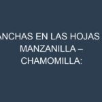 Manchas en las hojas de Manzanilla – Chamomilla: Identificación, Causas y Estrategias de Control Efectivo