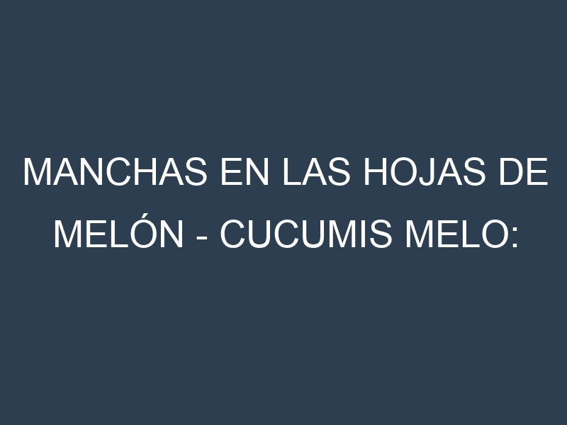 Manchas en las hojas de Melón – Cucumis melo: Identificación, Causas y Estrategias de Control Efectivo