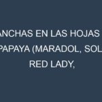 Manchas en las hojas de Papaya (Maradol, Solo, Red Lady, Sunrise, Tainung): Identificación, Causas y Estrategias de Control Efectivo