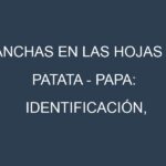 Manchas en las hojas de Patata – Papa: Identificación, Causas y Estrategias de Control Efectivo