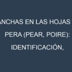 Manchas en las hojas de Pera (Pear, poire): Identificación, Causas y Estrategias de Control Efectivo