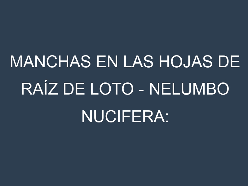 Manchas en las hojas de Raíz de loto – Nelumbo nucifera: Identificación, Causas y Estrategias de Control Efectivo