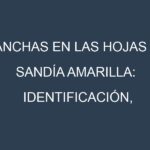 Manchas en las hojas de Sandía amarilla: Identificación, Causas y Estrategias de Control Efectivo