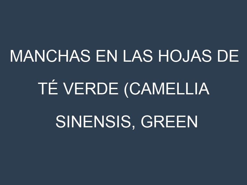 Manchas en las hojas de Té verde (Camellia sinensis, green tea): Identificación, Causas y Estrategias de Control Efectivo
