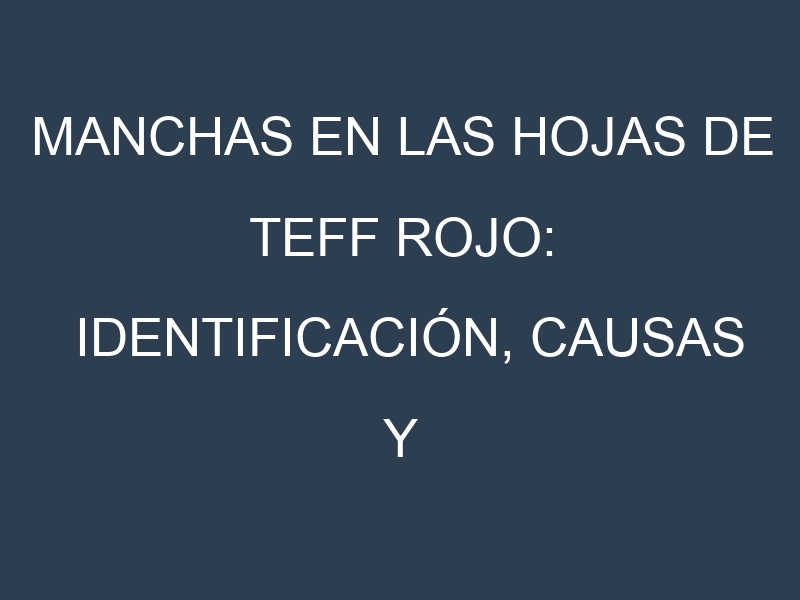 Manchas en las hojas de Teff rojo: Identificación, Causas y Estrategias de Control Efectivo