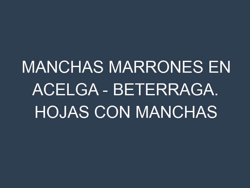 Manchas Marrones en Acelga – Beterraga. Hojas con manchas marrones en Acelga – Beterraga.